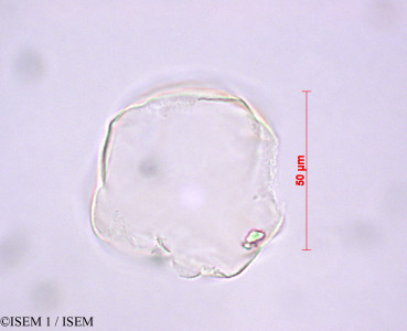 Distichia muscoides - lame n° 29157